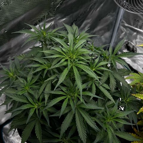 Bruce Banner Auto growlog timeline photo