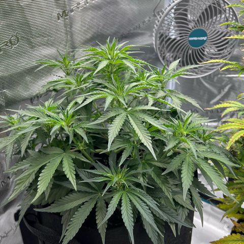 Bruce Banner Auto growlog timeline photo