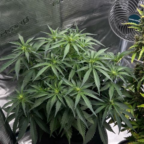 Bruce Banner Auto growlog timeline photo