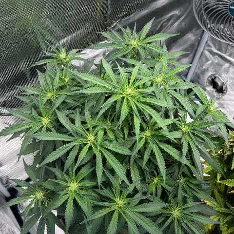Bruce Banner Auto growlog timeline photo