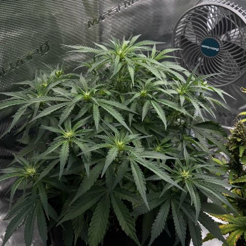 Bruce Banner Auto growlog timeline photo