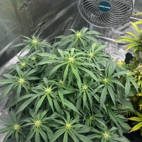 Bruce Banner Auto growlog timeline photo