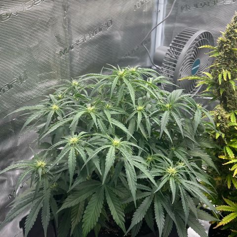 Bruce Banner Auto growlog timeline photo