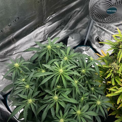 Bruce Banner Auto growlog timeline photo