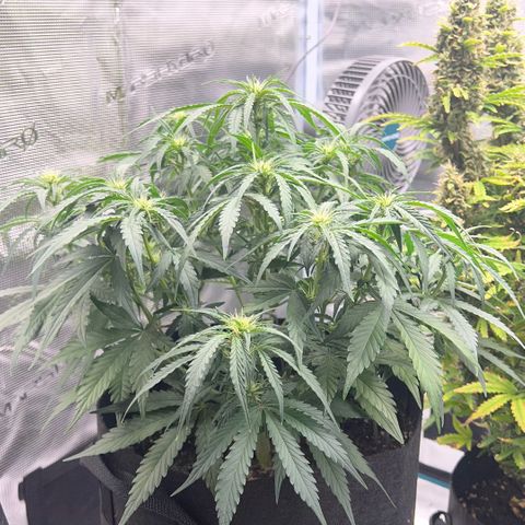 Bruce Banner Auto growlog timeline photo