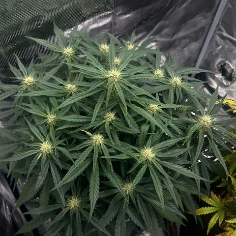 Bruce Banner Auto growlog timeline photo