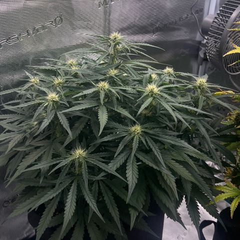 Bruce Banner Auto growlog timeline photo