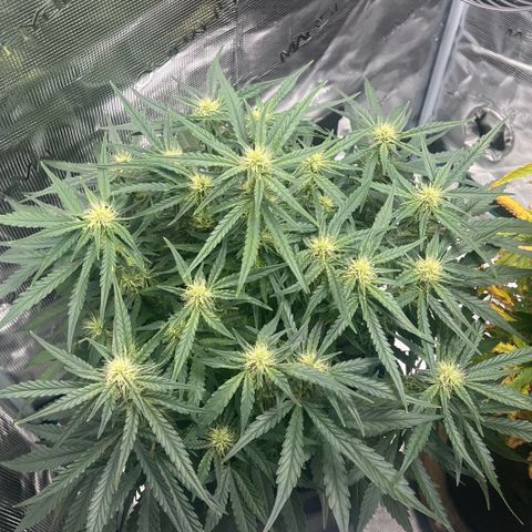 Bruce Banner Auto growlog timeline photo
