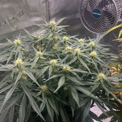 Bruce Banner Auto growlog timeline photo