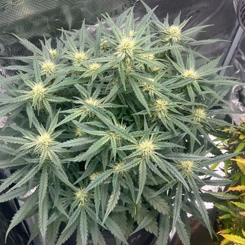Bruce Banner Auto growlog timeline photo