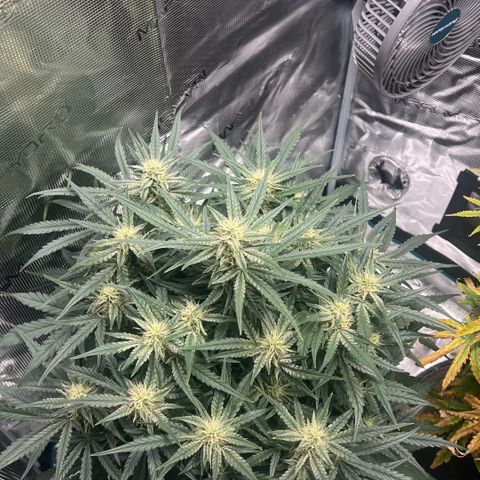 Bruce Banner Auto growlog timeline photo