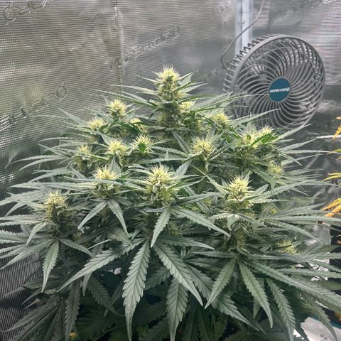 Bruce Banner Auto growlog timeline photo