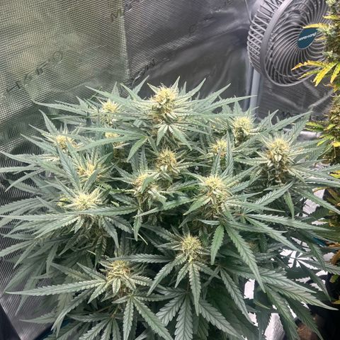 Bruce Banner Auto growlog timeline photo