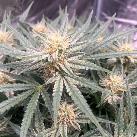 Bruce Banner Auto growlog timeline photo