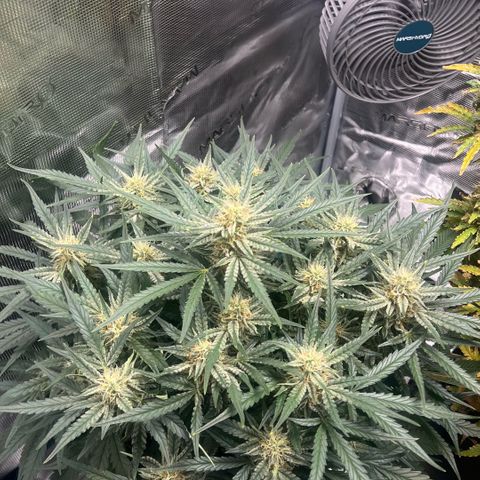 Bruce Banner Auto growlog timeline photo