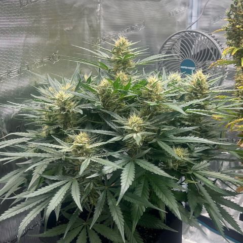 Bruce Banner Auto growlog timeline photo