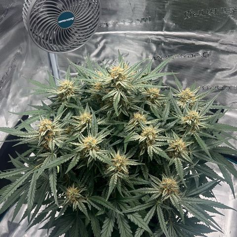 Bruce Banner Auto growlog timeline photo