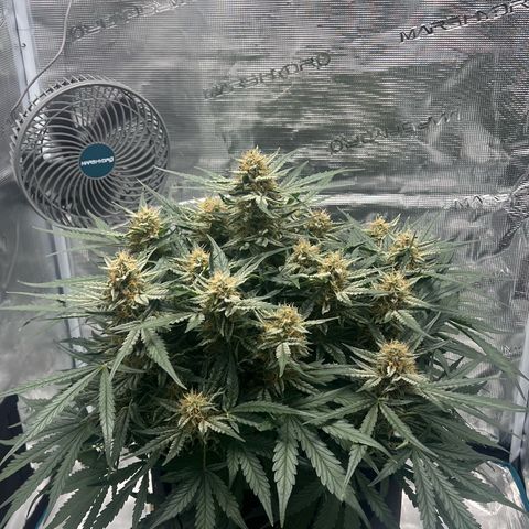Bruce Banner Auto growlog timeline photo