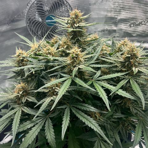 Bruce Banner Auto growlog timeline photo