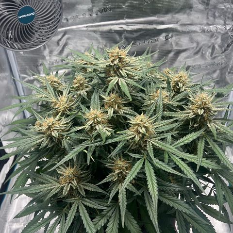 Bruce Banner Auto growlog timeline photo