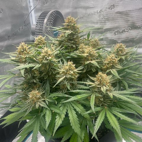 Bruce Banner Auto growlog timeline photo