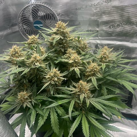 Bruce Banner Auto growlog timeline photo