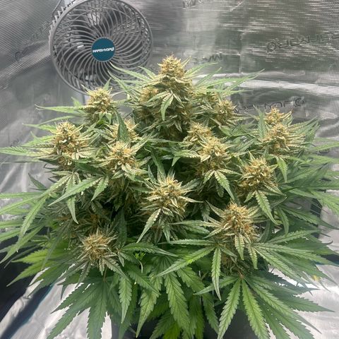 Bruce Banner Auto growlog timeline photo