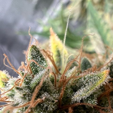 Bruce Banner Auto growlog timeline photo