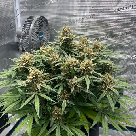 Bruce Banner Auto growlog timeline photo