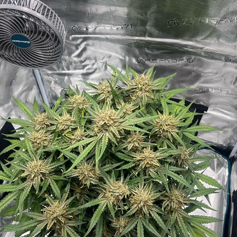 Bruce Banner Auto growlog timeline photo
