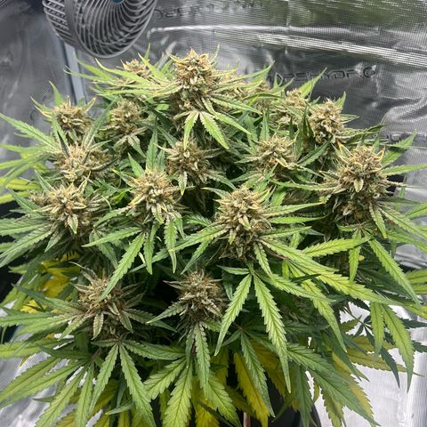 Bruce Banner Auto growlog timeline photo