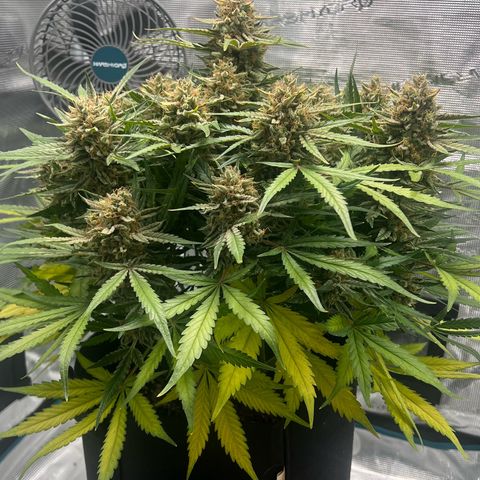 Bruce Banner Auto growlog timeline photo