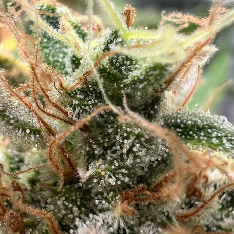 Bruce Banner Auto growlog timeline photo