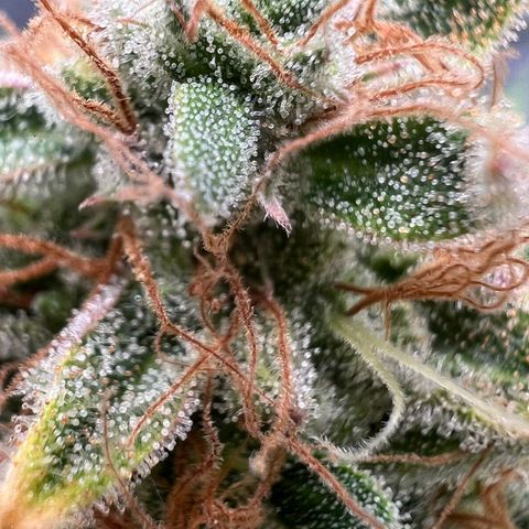 Bruce Banner Auto growlog timeline photo
