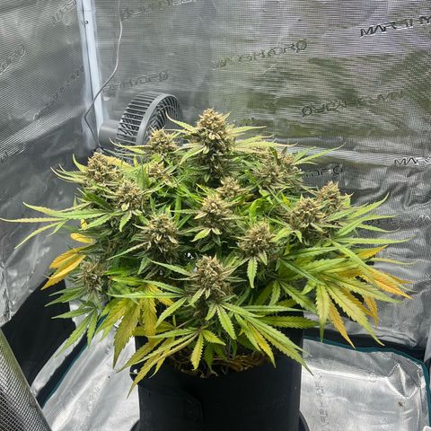 Bruce Banner Auto growlog timeline photo