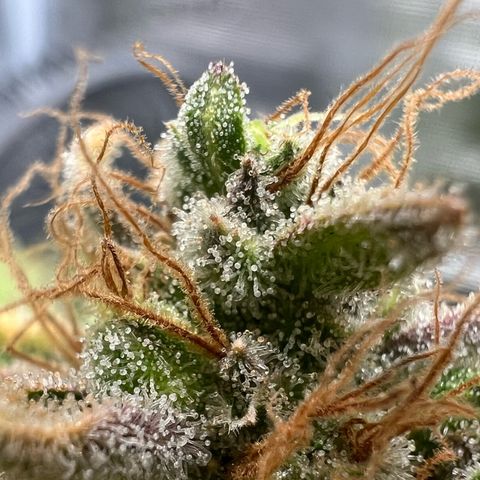 Bruce Banner Auto growlog timeline photo