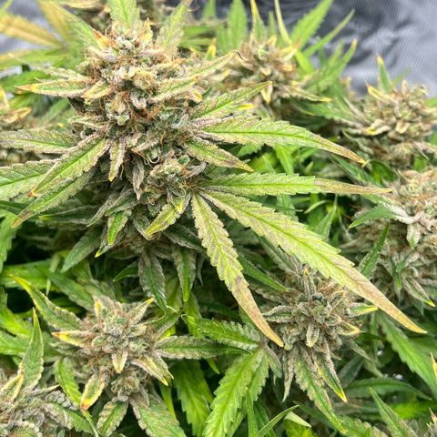 Bruce Banner Auto growlog timeline photo