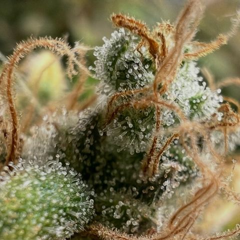 Bruce Banner Auto growlog timeline photo