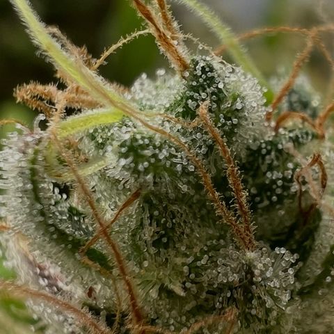 Bruce Banner Auto growlog timeline photo