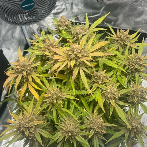 Bruce Banner Auto growlog timeline photo