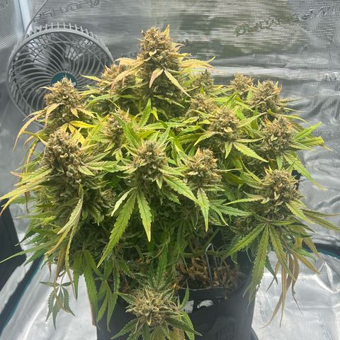 Bruce Banner Auto growlog timeline photo