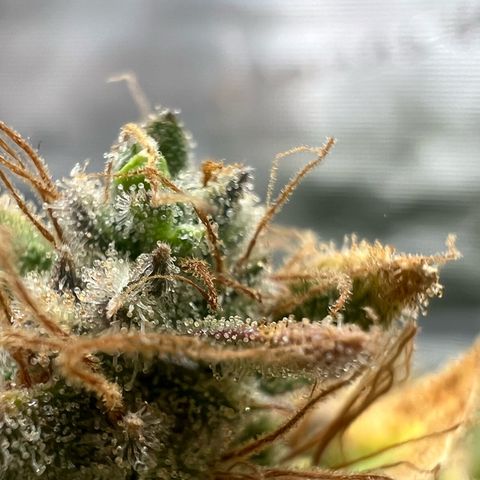 Bruce Banner Auto growlog timeline photo