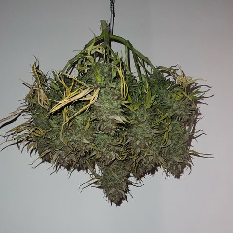 Bruce Banner Auto growlog timeline photo