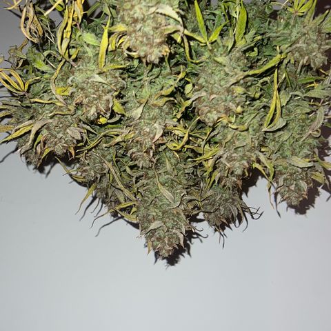 Bruce Banner Auto growlog timeline photo