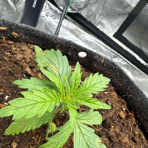 White Widow #1 growlog photo: Brown patches on leaf(s)