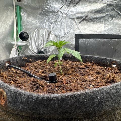 White Widow #1 growlog timeline photo