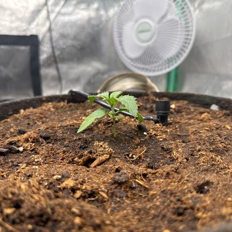 White Widow #2 growlog timeline photo