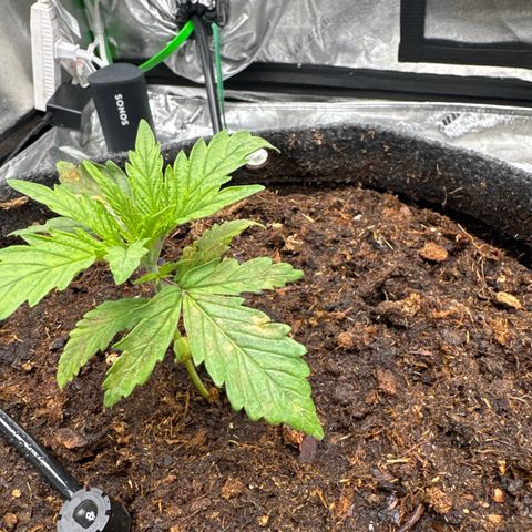 White Widow #1 growlog photo: Browning on leaves