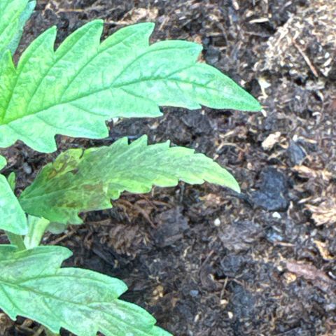 White Widow #1 growlog photo: Browning on leaves
