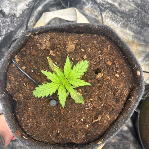 White Widow #1 growlog timeline photo